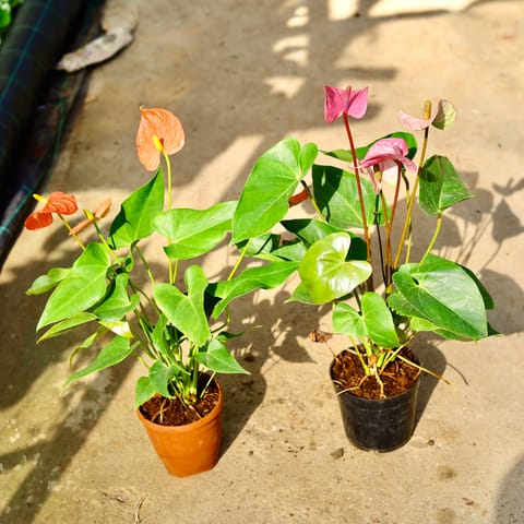 Set of 2 - Anthurium (Any Colour) in 6 Inch Live Plant Nursery Pot