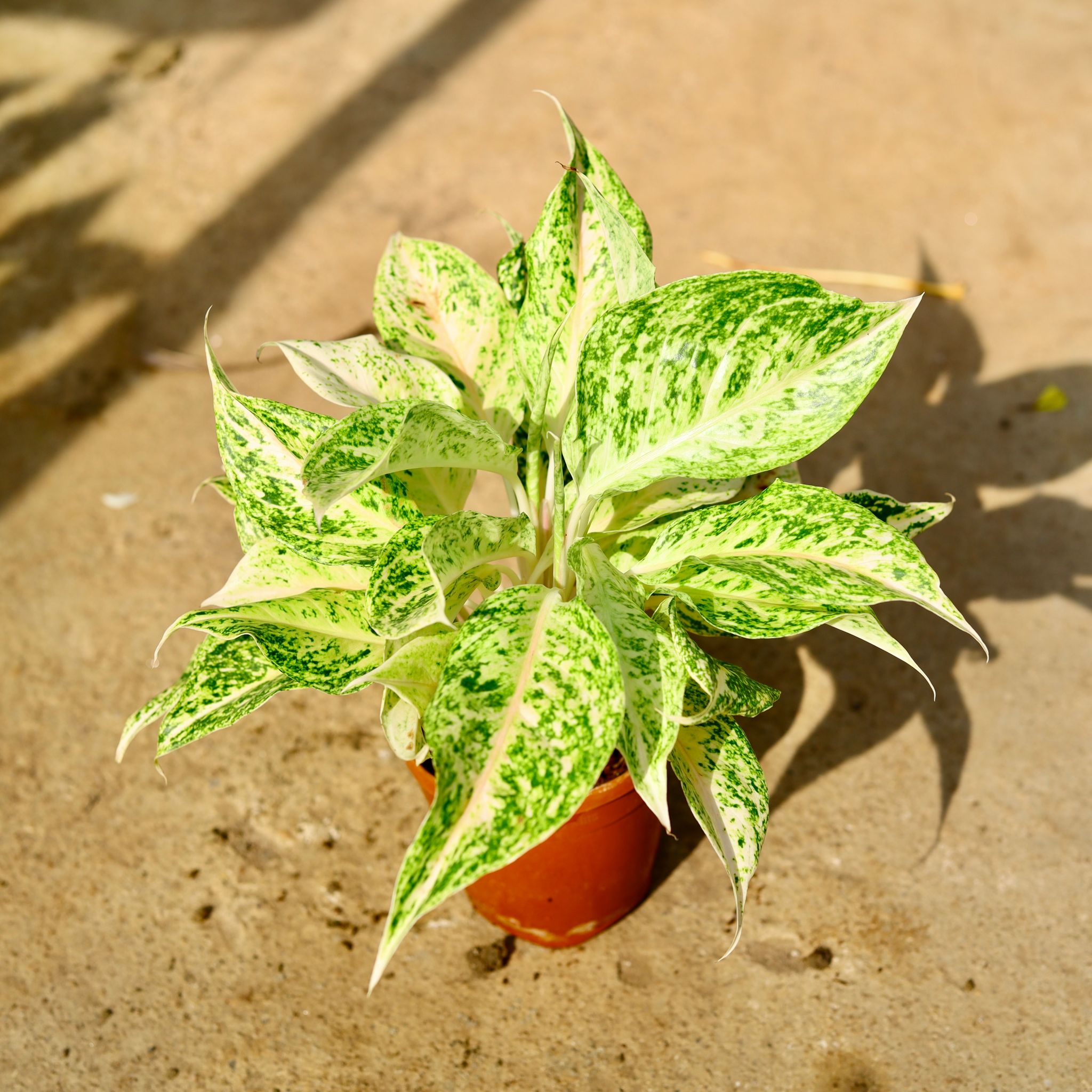 Aglaonema White in 6 Inch Nursery Pot