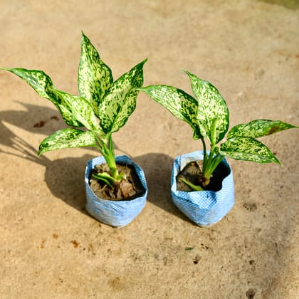 Buy Set of 2 - Aglaonema Snow White in 4 Inch Nursery Bag Online | Urvann.com