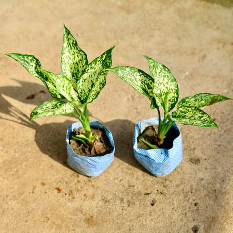 Set of 2 - Aglaonema Snow White in 4 Inch Nursery Bag