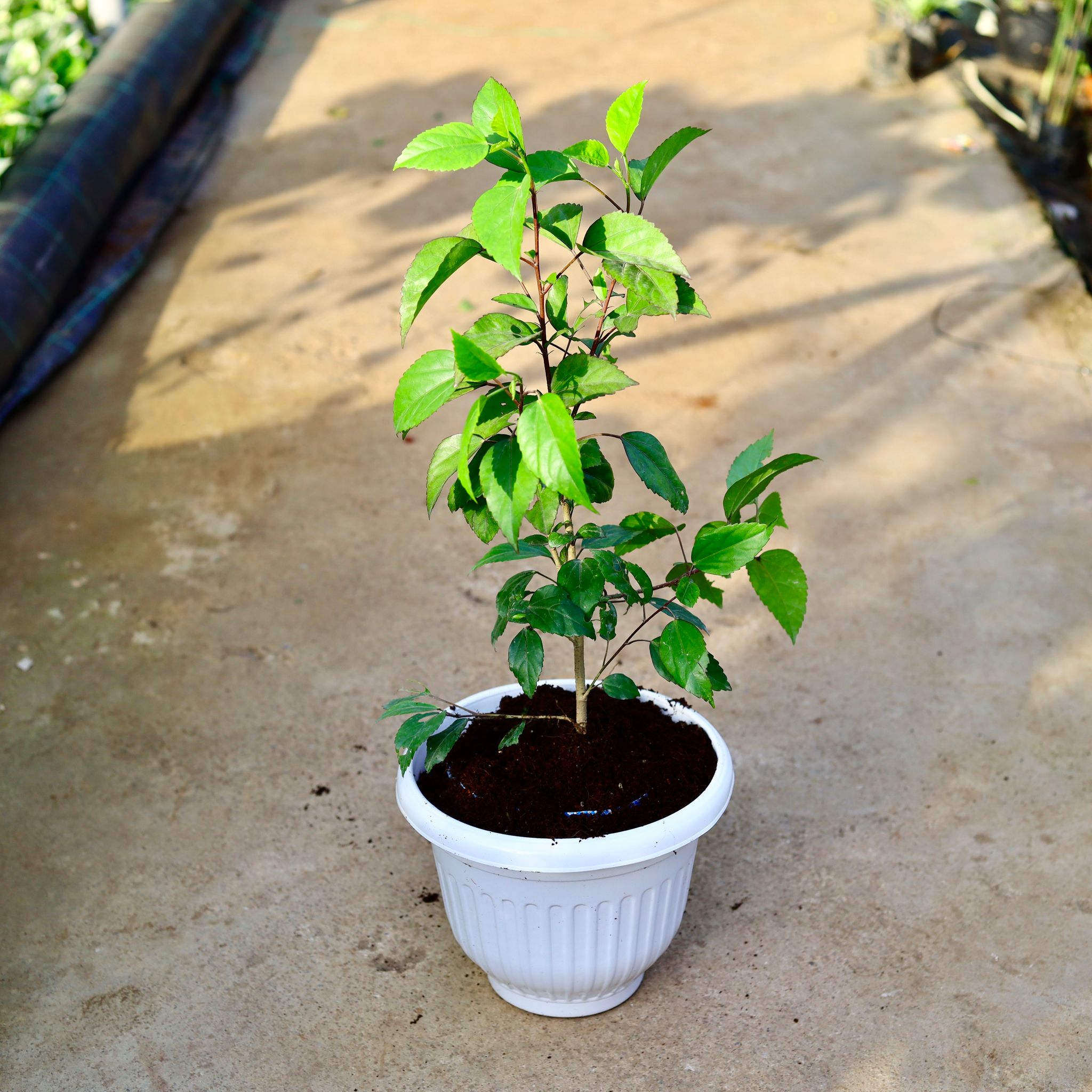 Hibiscus / Gudhal Red in 10 Inch White Olive Plastic Pot