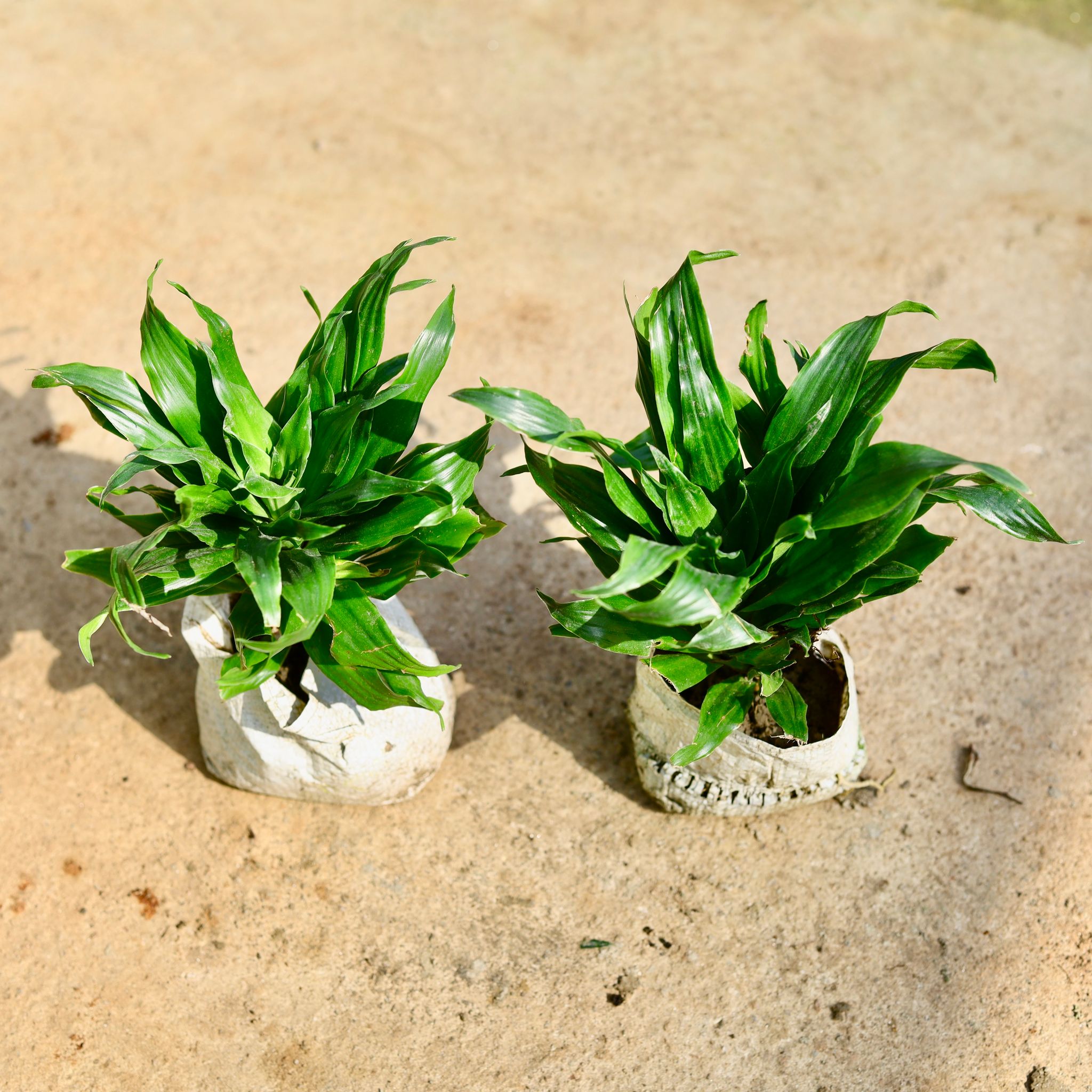 Set of 2 - Dracaena Compacta in 4 Inch Nursery Bag
