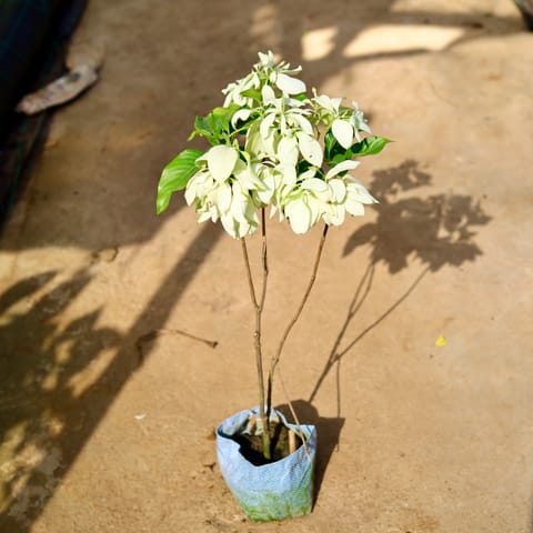 Mussaenda (Any Colour) in 8 Inch Nursery Bag