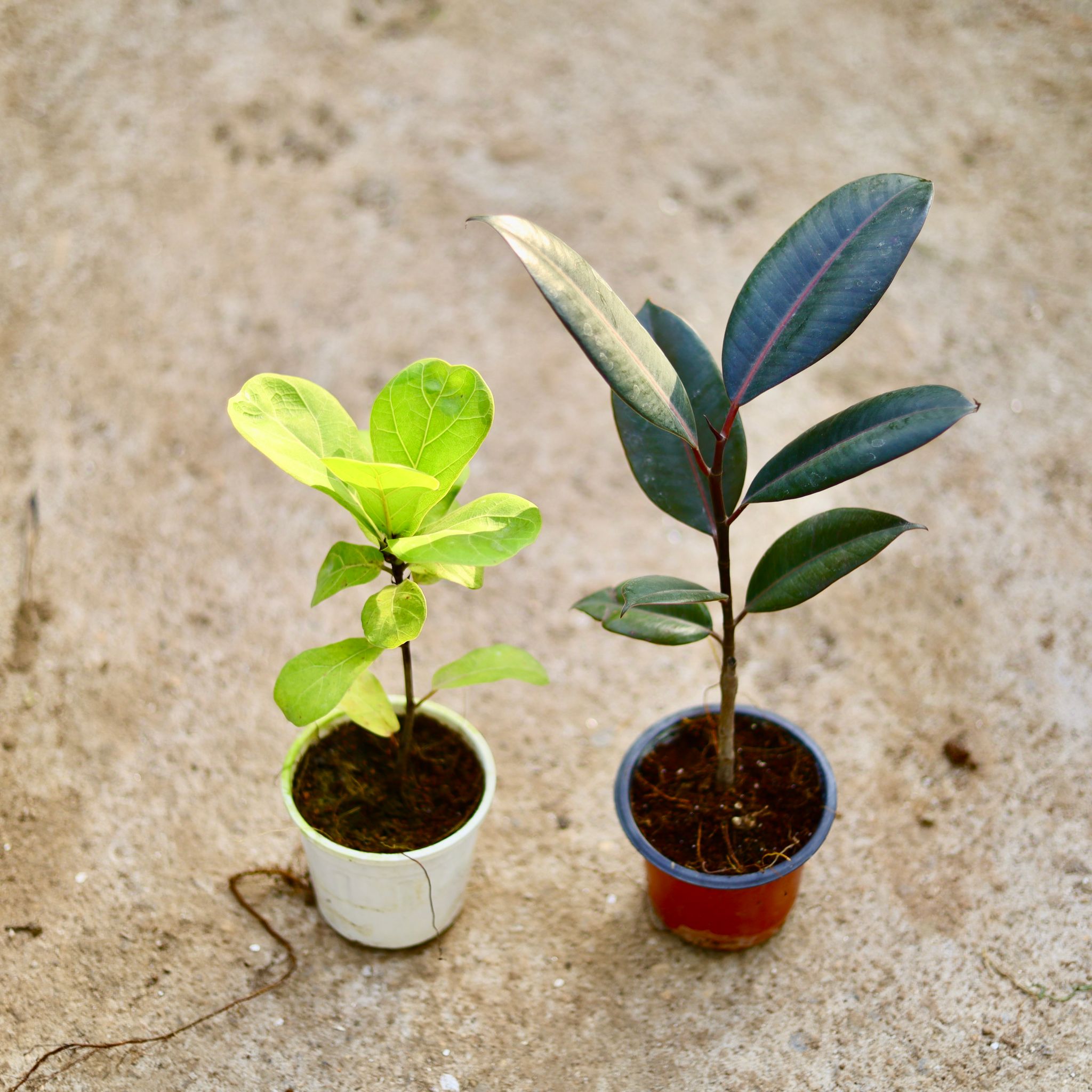 Set of 2 - Fiddle Leaf Fig / Ficus Lyrata & Rubber Black in 4 Inch Nursery Pot