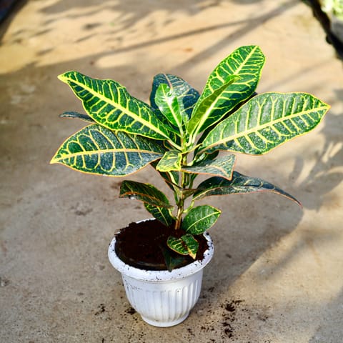 Croton Petra in 8 Inch White Premium Orchid Round Plastic Pot