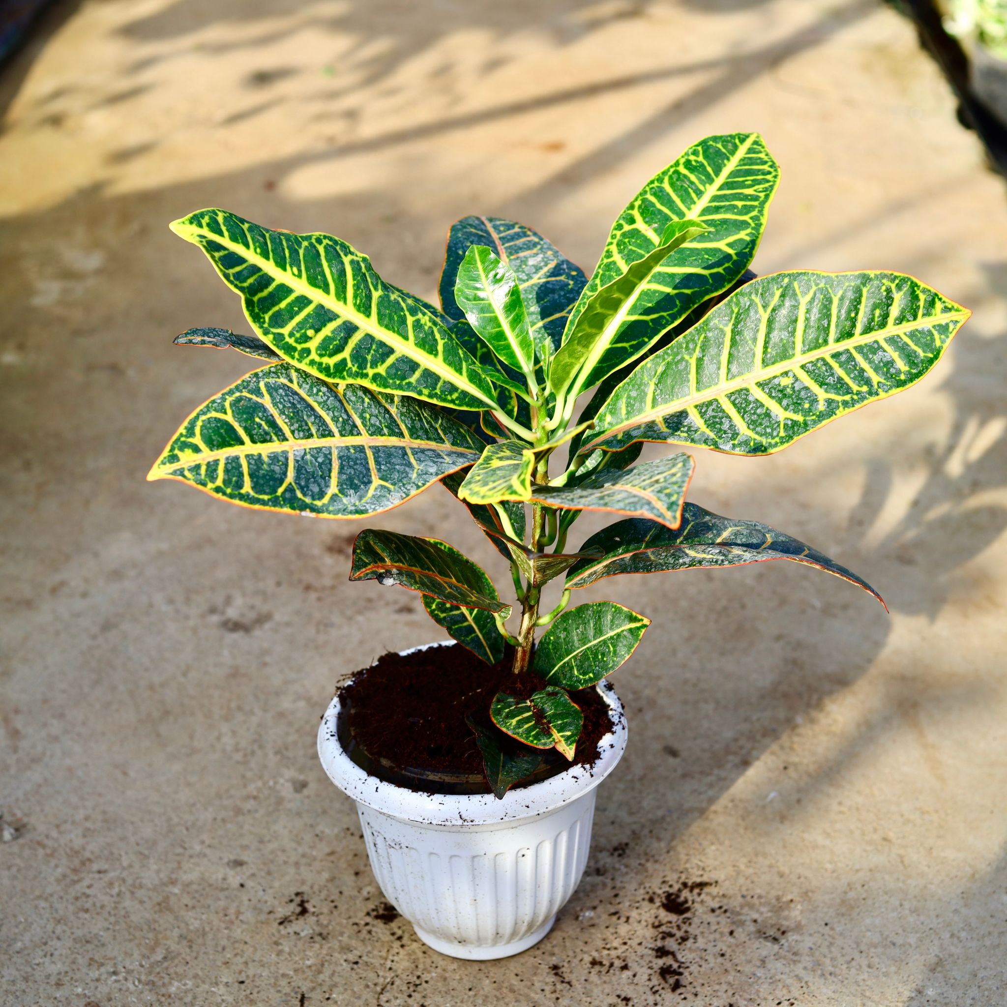 Croton Petra in 8 Inch White Premium Orchid Round Plastic Pot