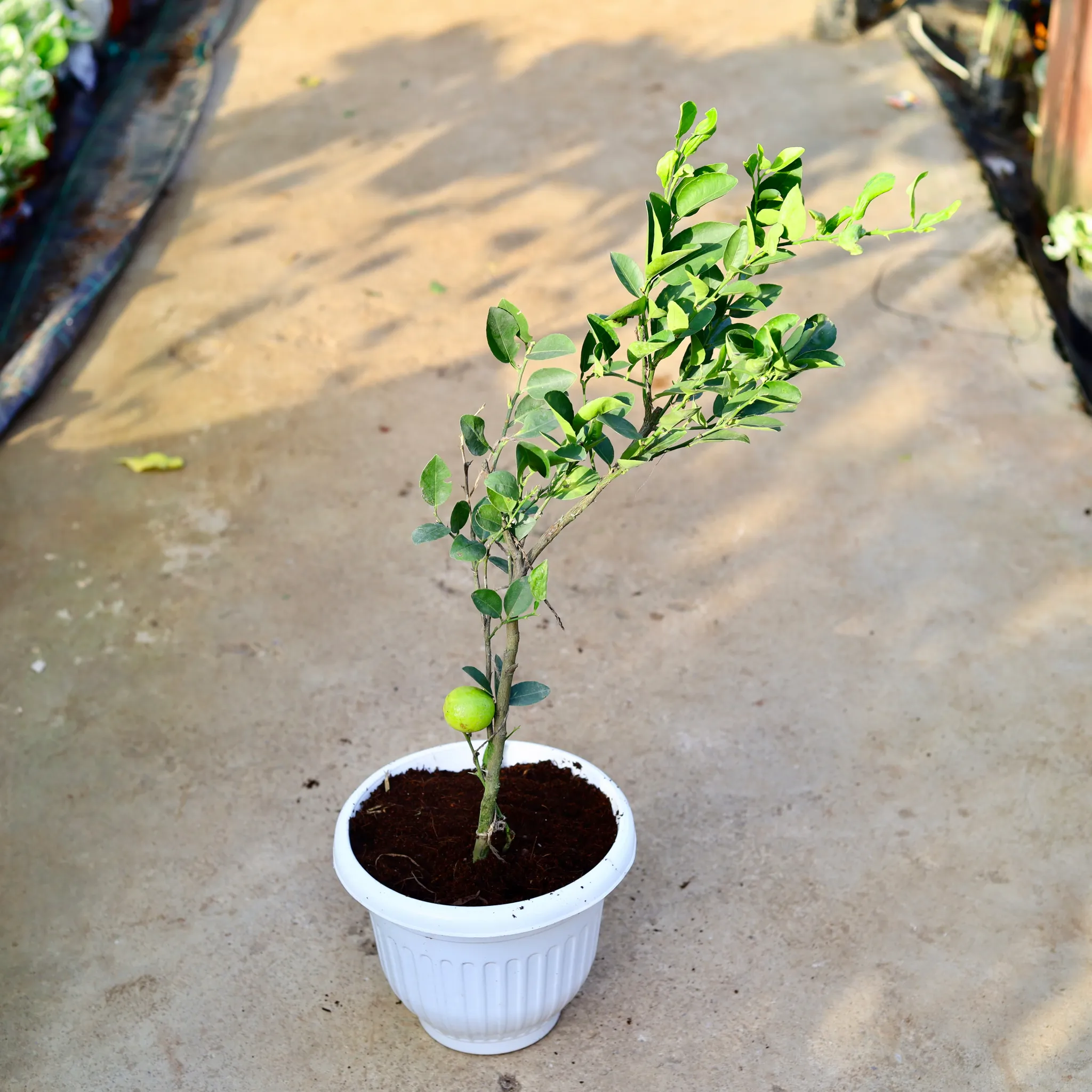 Nimbu / Lemon Plant in 10 Inch White Olive Plastic Pot