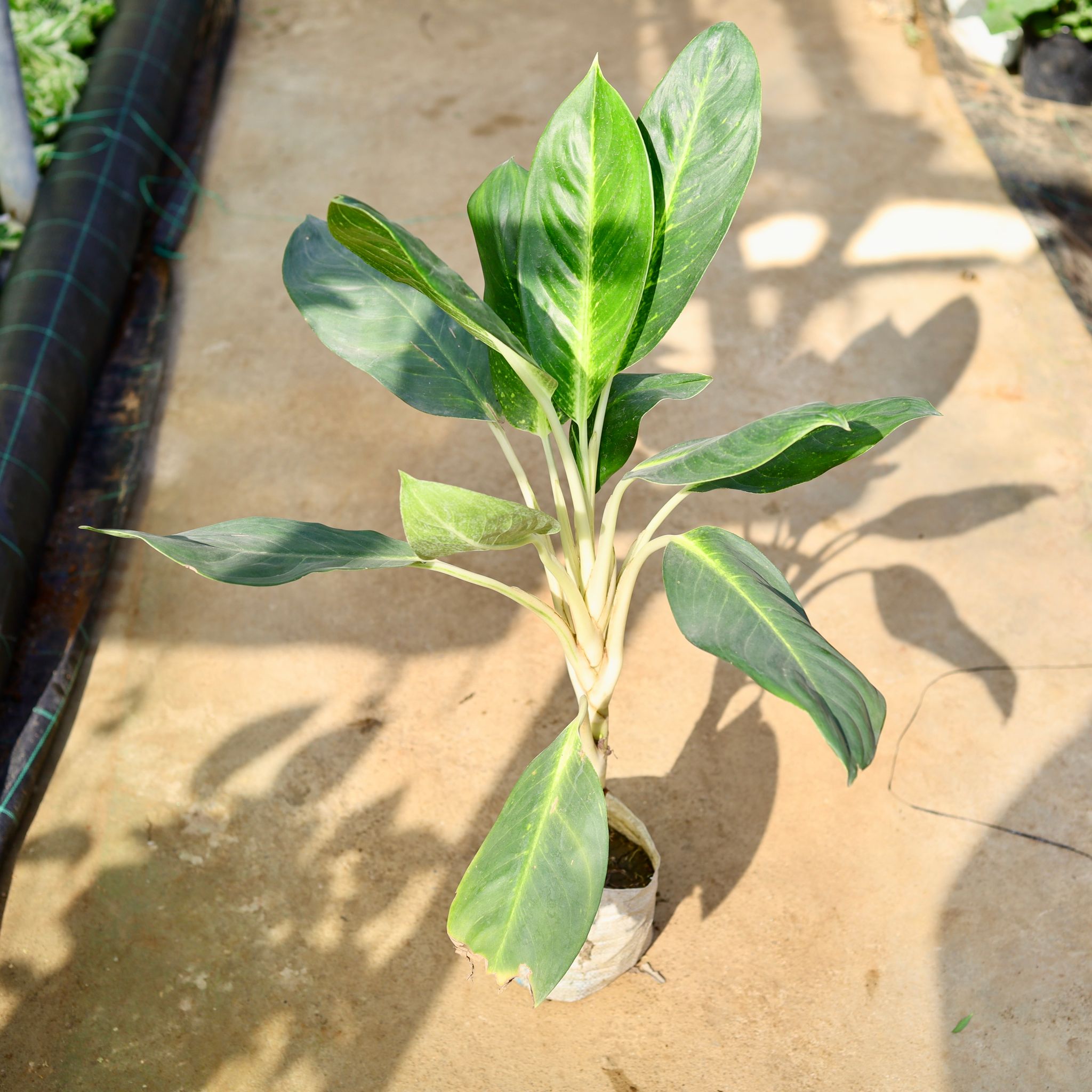 Aglaonema Jharna in 8 Inch Nursery Bag