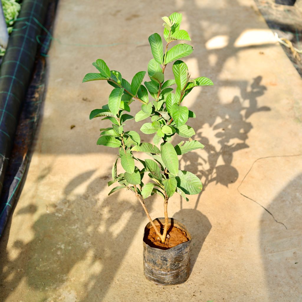 Buy Amrood / Guava Red in 8 Inch Nursery Bag Online | Urvann.com Amrood / Guava Red in 8 Inch Nursery Bag
