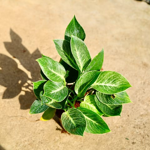 Philodendron Birkin in 4 Inch Nursery Pot