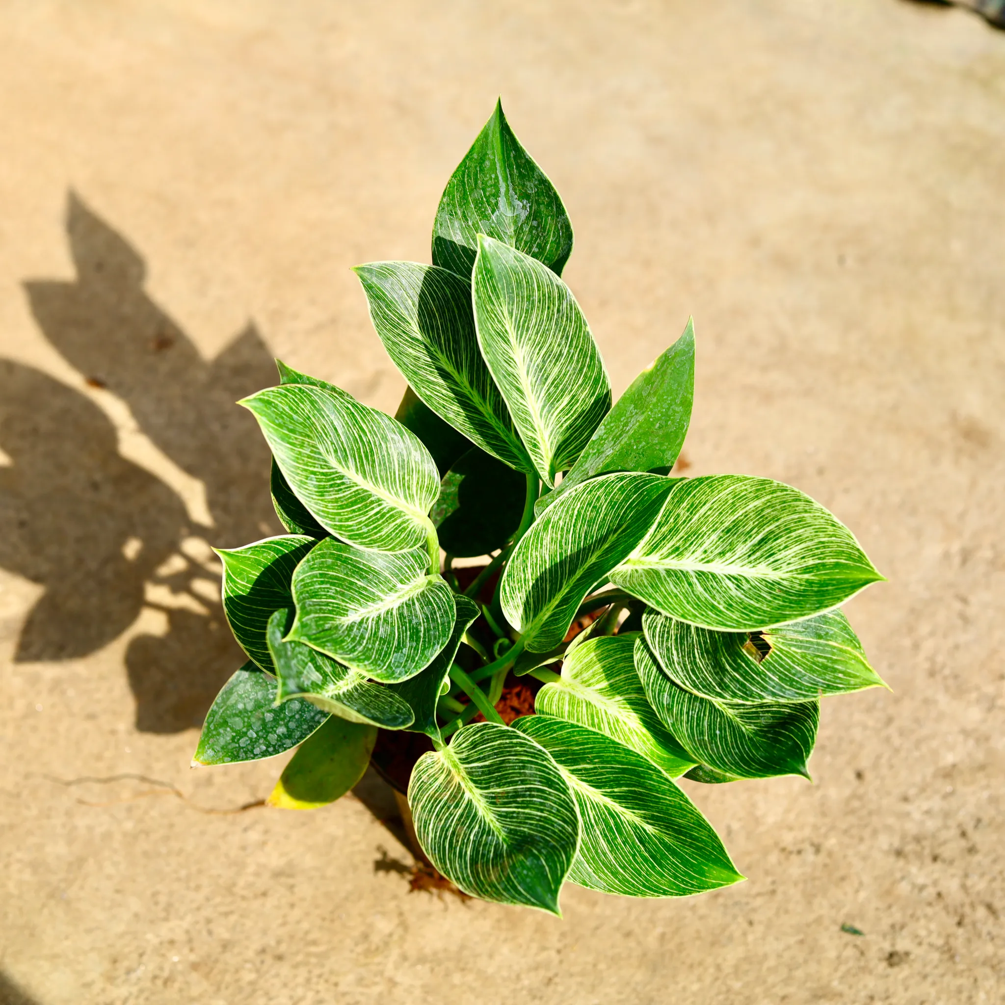 Philodendron Birkin in 4 Inch Nursery Pot