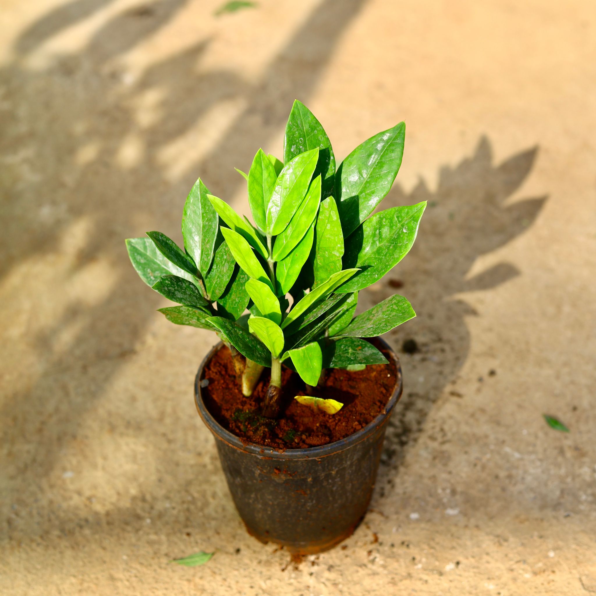 Zz Green in 6 Inch Nursery Pot