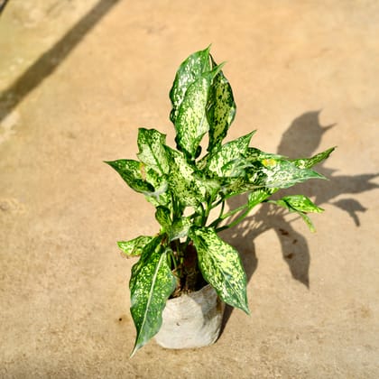 Buy Aglaonema Snow White in 8 Inch Nursery Bag Online | Urvann.com