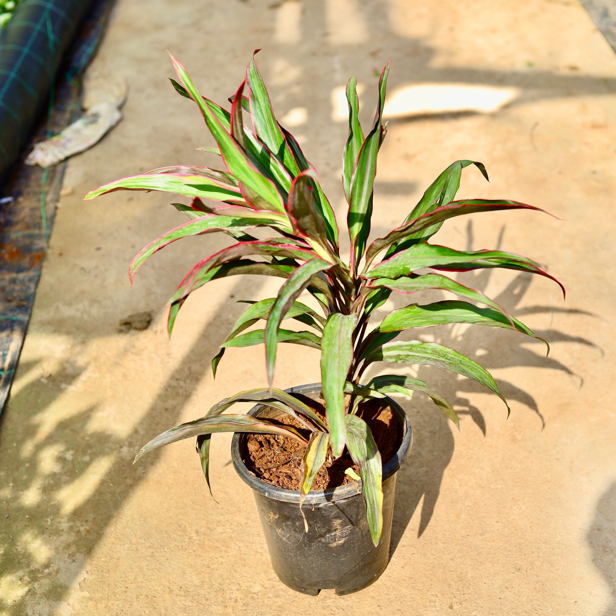 Dracaena Mini in 8 Inch Nursery Pot