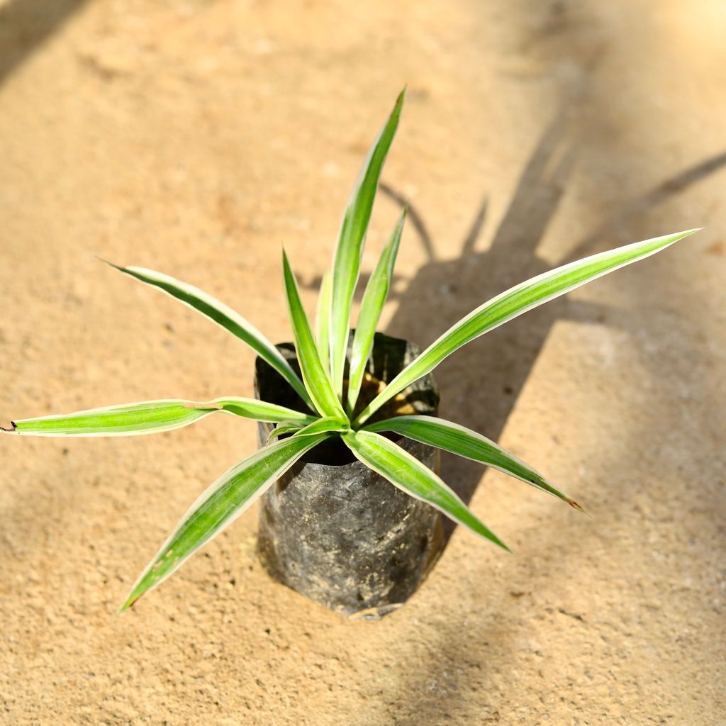 Buy Spider Plant in 4 Inch Nursery Bag Online | Urvann.com Spider Plant in 4 Inch Nursery Bag