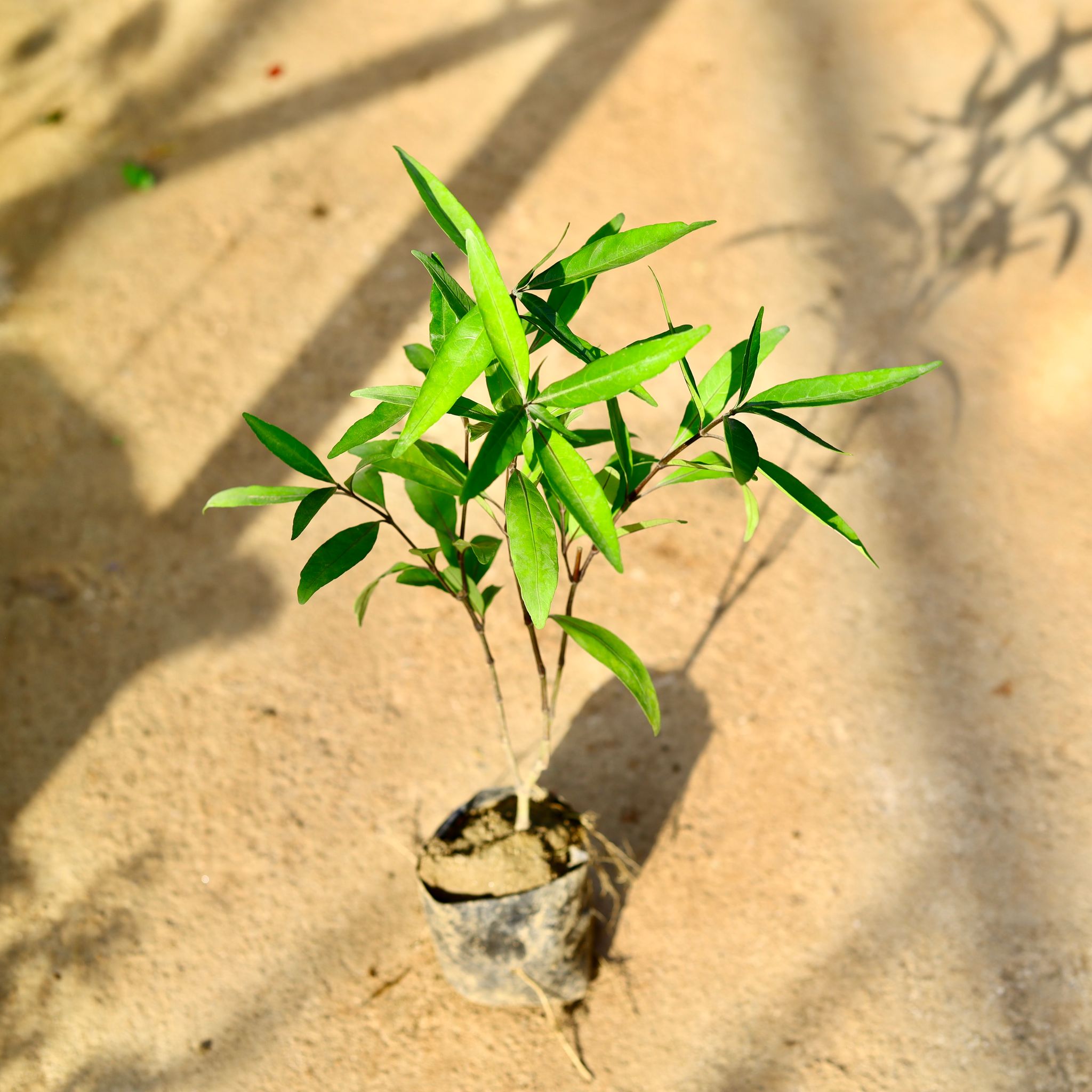 Sukh Shanti in 4 Inch Nursery Bag