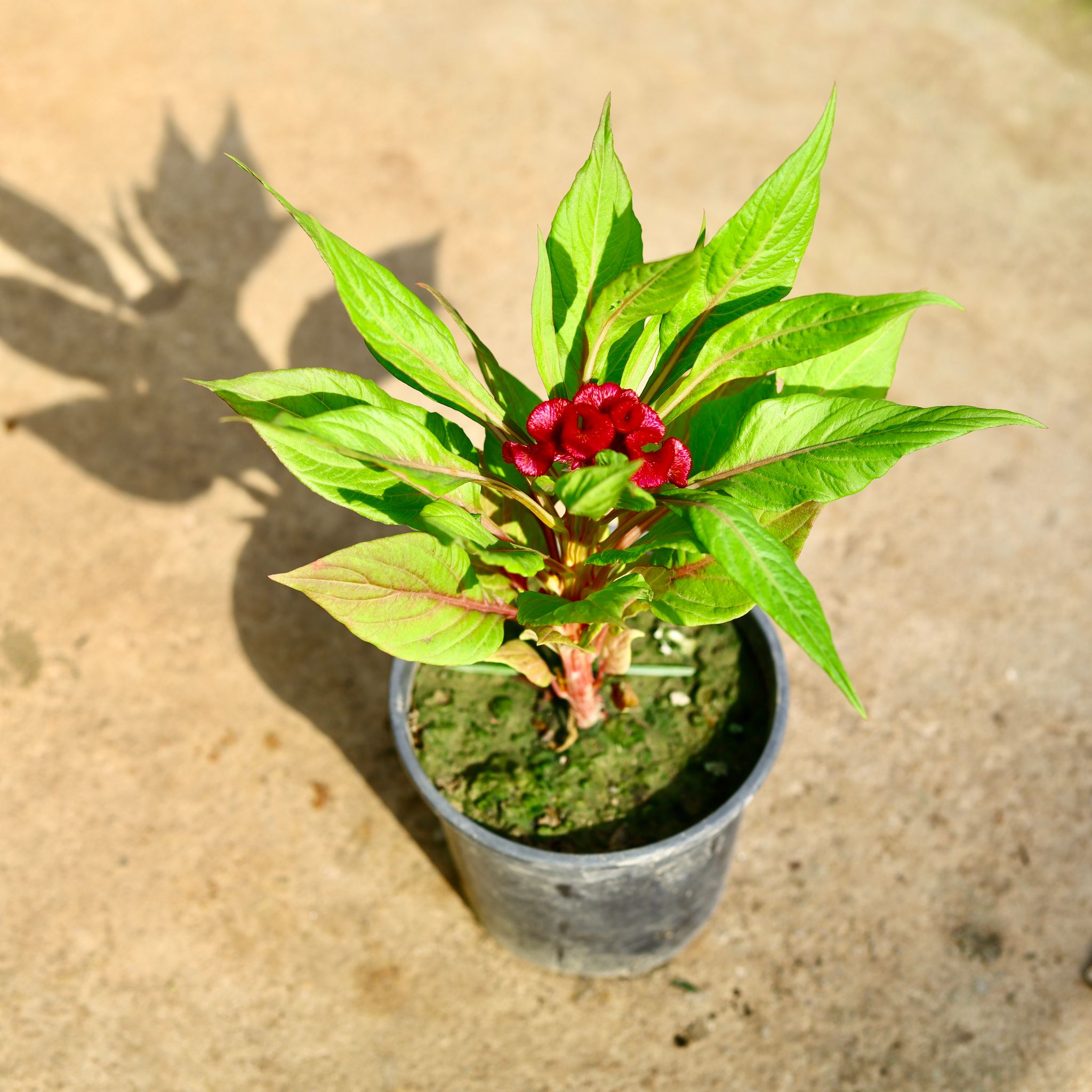 Celosia / Cockscomb (Any Colour) in 6 Inch Nursery Pot