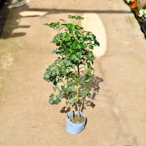 Aralia Ming in 4 Inch Nursery Bag