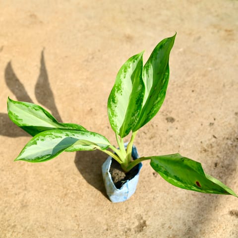 Aglaonema Broad Leaf in 4 Inch Nursery Bag