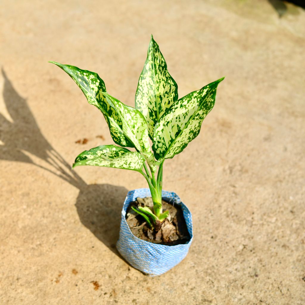 Buy Aglaonema Snow White in 4 Inch Nursery Bag Online | Urvann.com Aglaonema Snow White in 4 Inch Nursery Bag