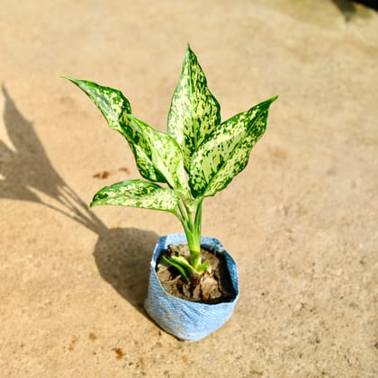 Buy Aglaonema Snow White in 4 Inch Nursery Bag Online | Urvann.com