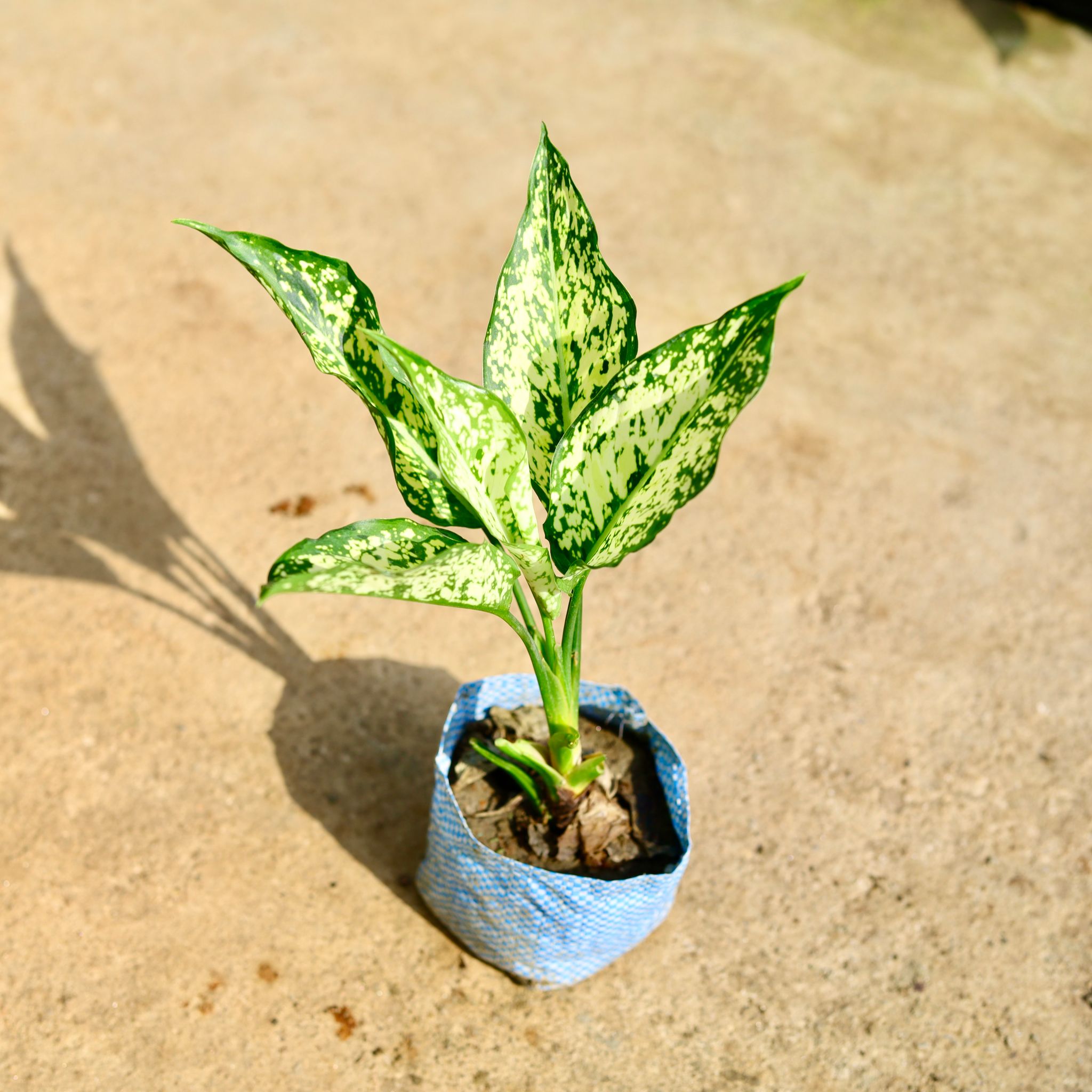 Aglaonema Snow White in 4 Inch Nursery Bag