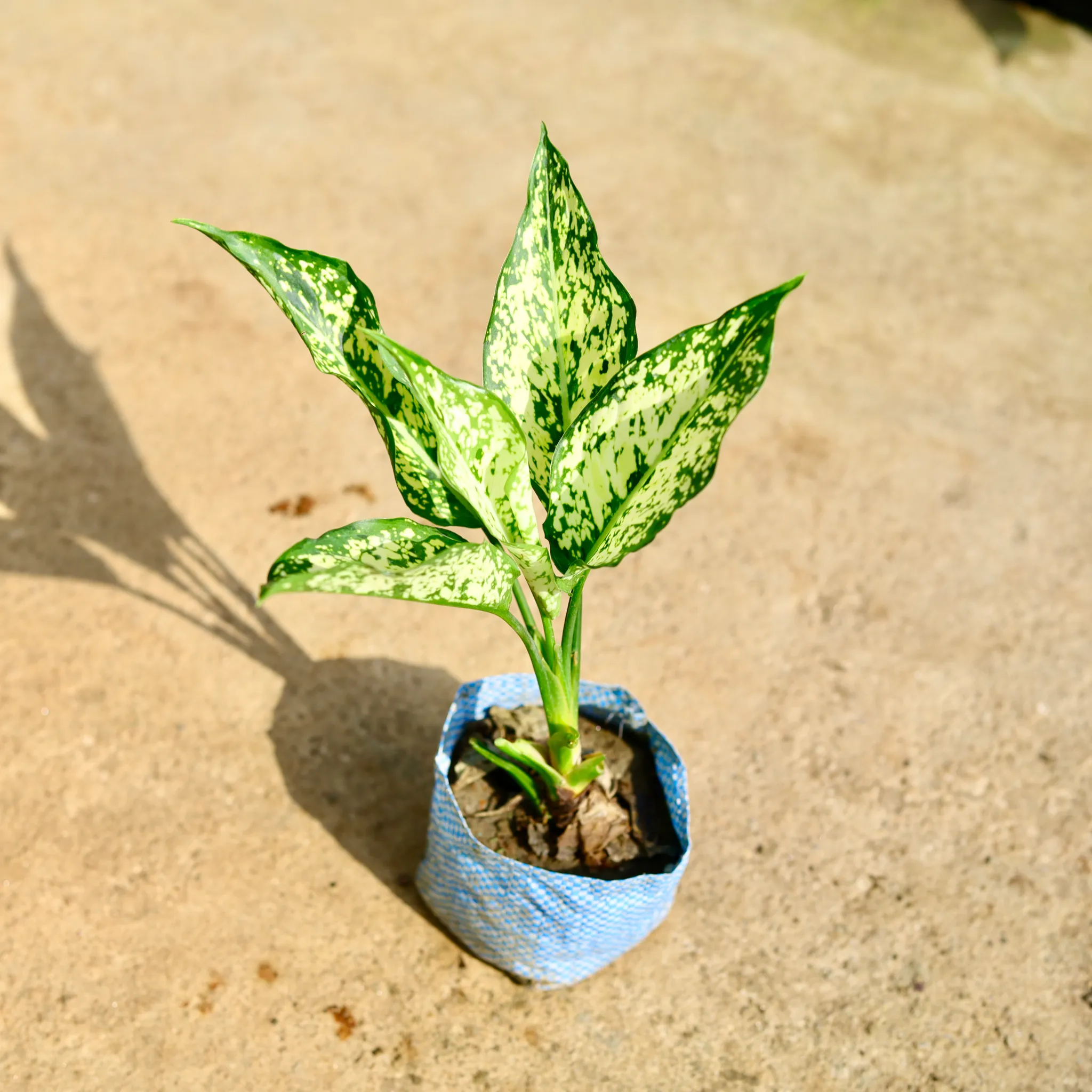 Aglaonema Snow White in 4 Inch Nursery Bag