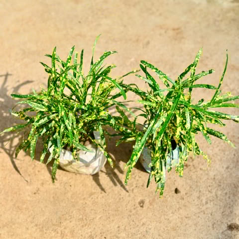 Set of 2 - Chironji Croton in 4 Inch Nursery Bag