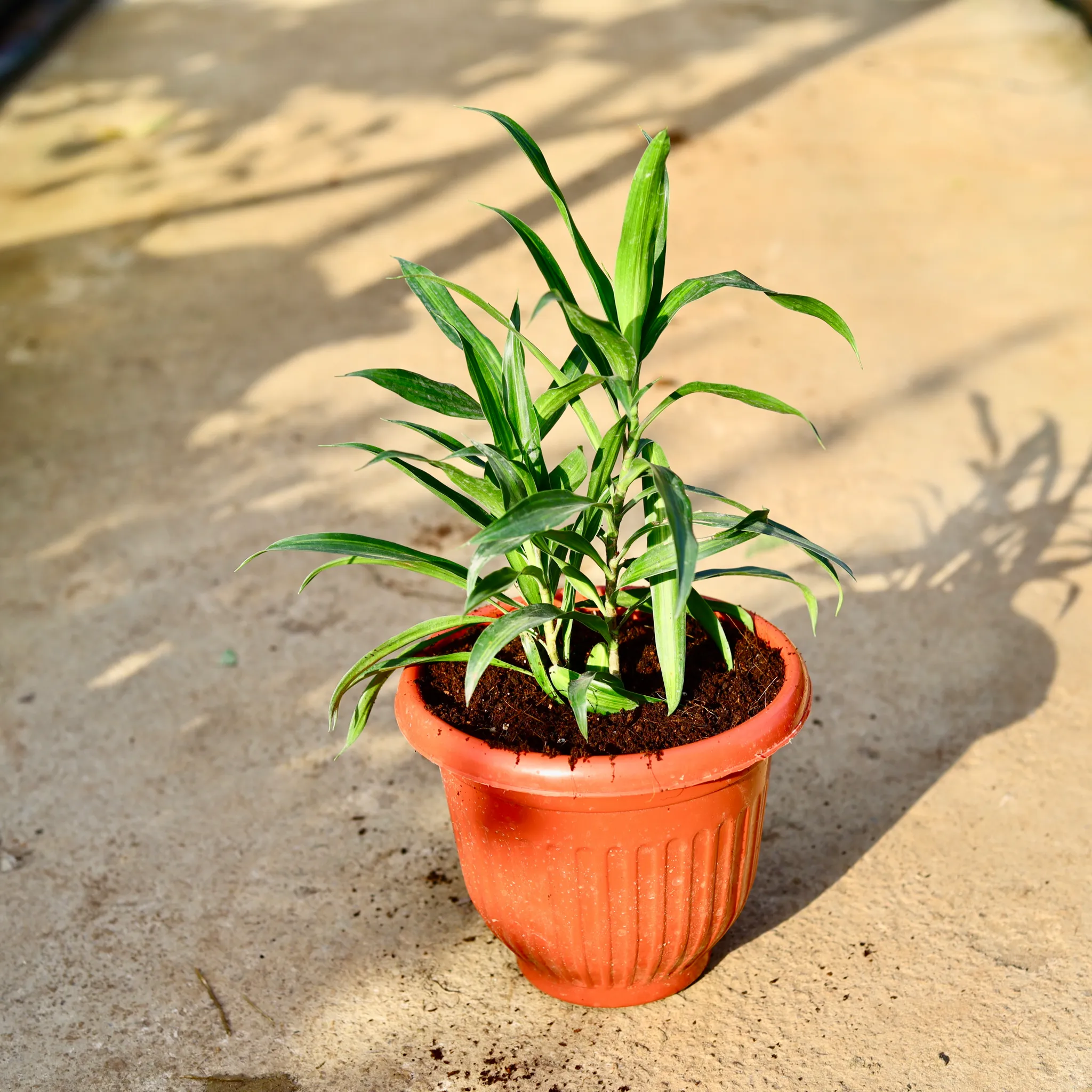 Dracaena Messenger in 8 Inch Terracotta Red Olive Plastic Pot