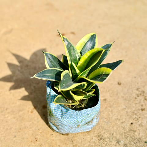 Snake Dwarf in 4 Inch Nursery Bag