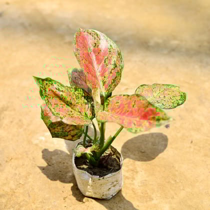 Buy Aglaonema Red Ruby in 4 Inch Nursery Bag Online | Urvann.com