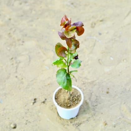 Buy Acalypha~ 1 ft in 4 Inch white Nursery Pot Online | Urvann.com