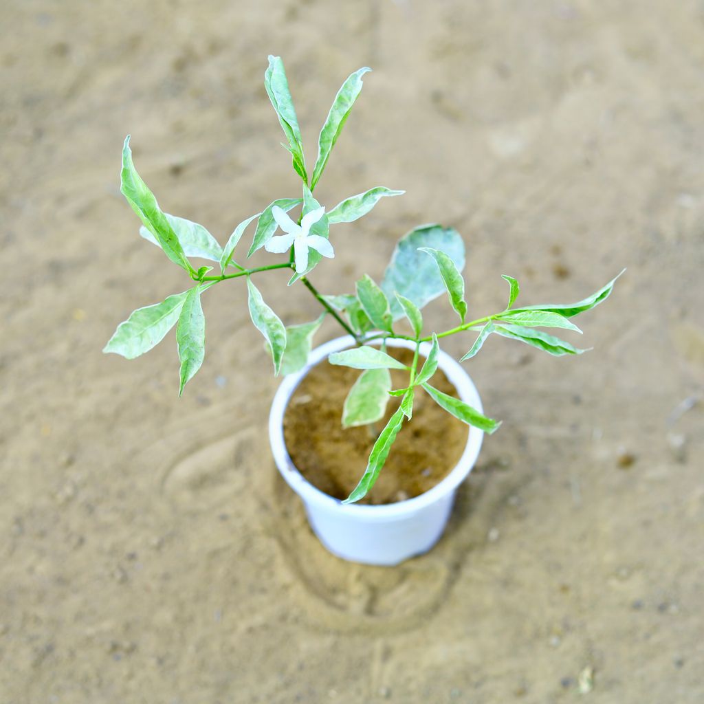 Buy Chandni Vareigated in 4 Inch white Nursery Pot Online | Urvann.com Chandni Variegated in 4 Inch white Nursery Pot
