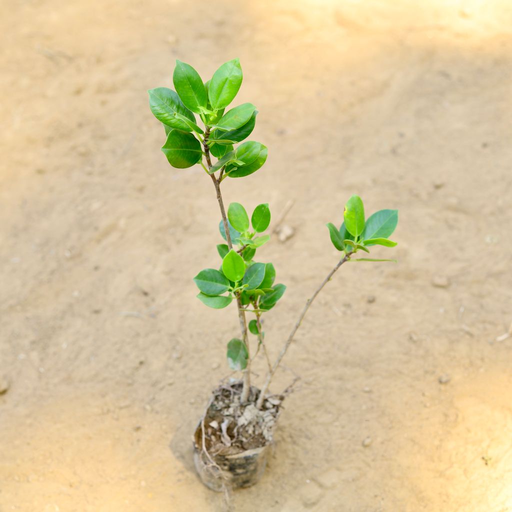 Buy Ficus Benjamina~ 1 Ft in 3 Inch Nursery Bag Online | Urvann.com Ficus Benjamina (~ 1 Ft) in 3 Inch Nursery Bag