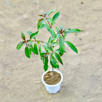 Buy Hamelia / Firebush  in 4 Inch Nursery Pot Online | Urvann.com