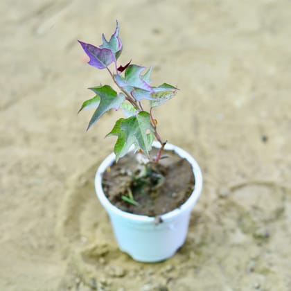 Buy Ipomea / Sweet Potato Vine Red in 4 Inch Nursery Pot Online | Urvann.com