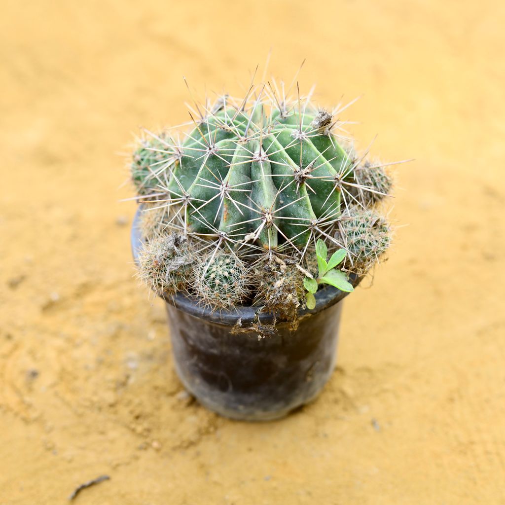 Echinopsis Oxygona Cactus in 3 Inch Nursery Pot Echinopsis Oxygona Cactus in 3 Inch Nursery Pot