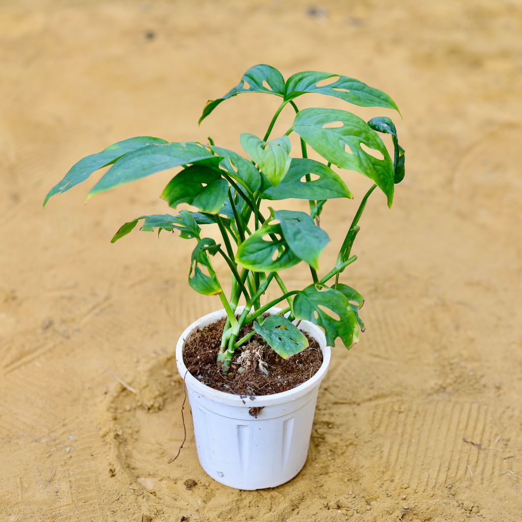 Free Next Day Delivery Monstera Broken Heart in 4 Inch Nursery Pot
