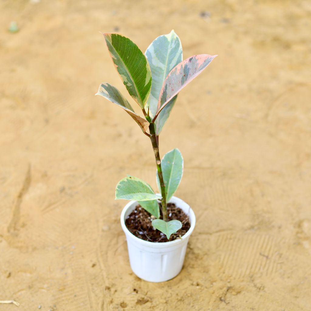 Buy Rubber Variegated in 4 Inch Nursery Pot Online | Urvann.com Rubber Variegated in 4 Inch Nursery Pot