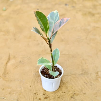 Buy Rubber Variegated in 4 Inch Nursery Pot Online | Urvann.com