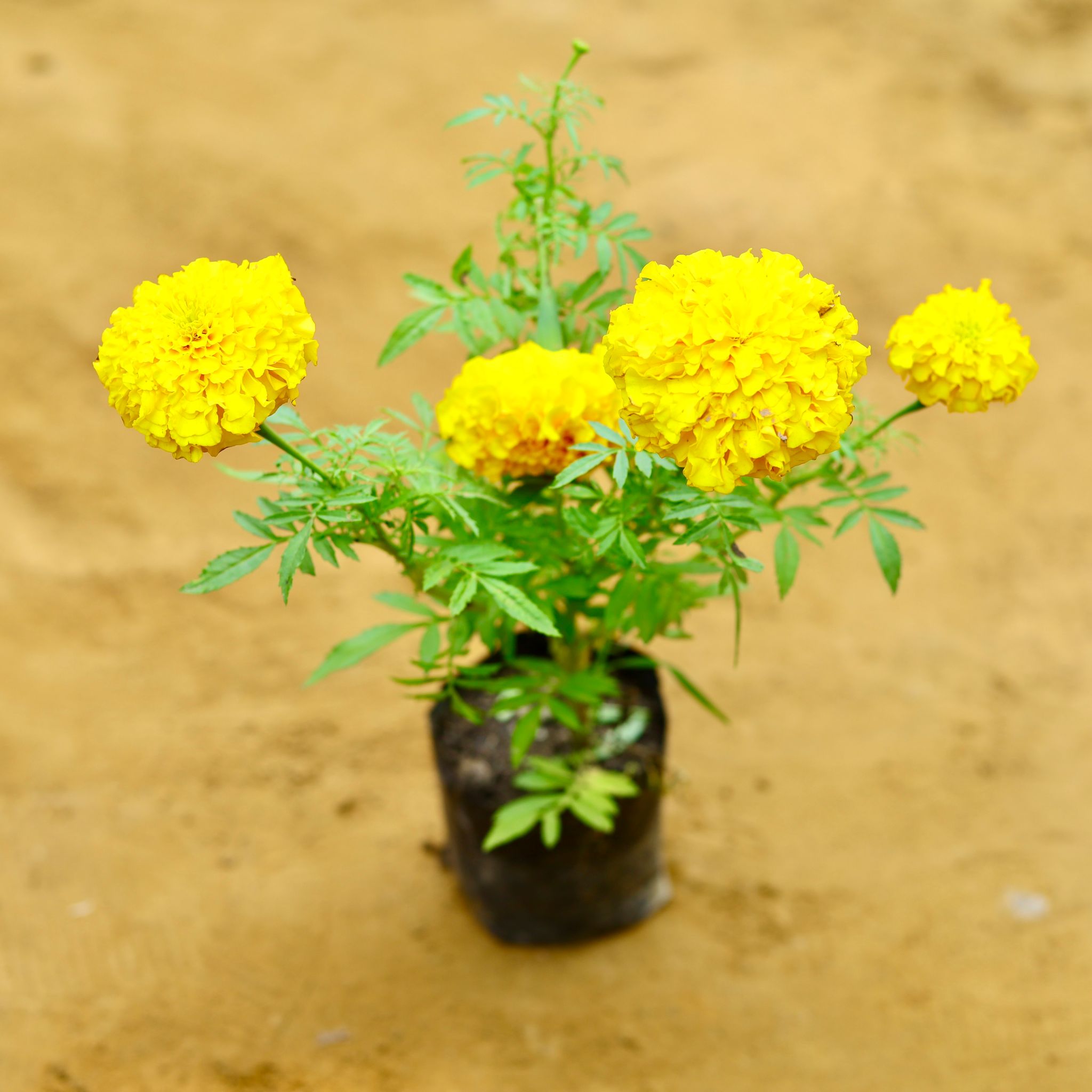 Marigold / Genda  in 4 Inch Nursery Bag