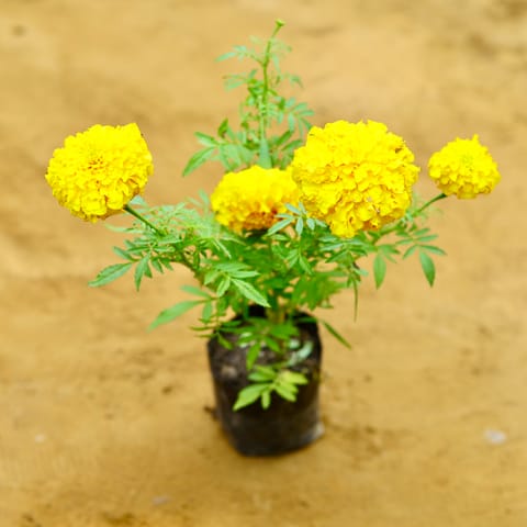 Marigold / Genda in 4 Inch Nursery Bag