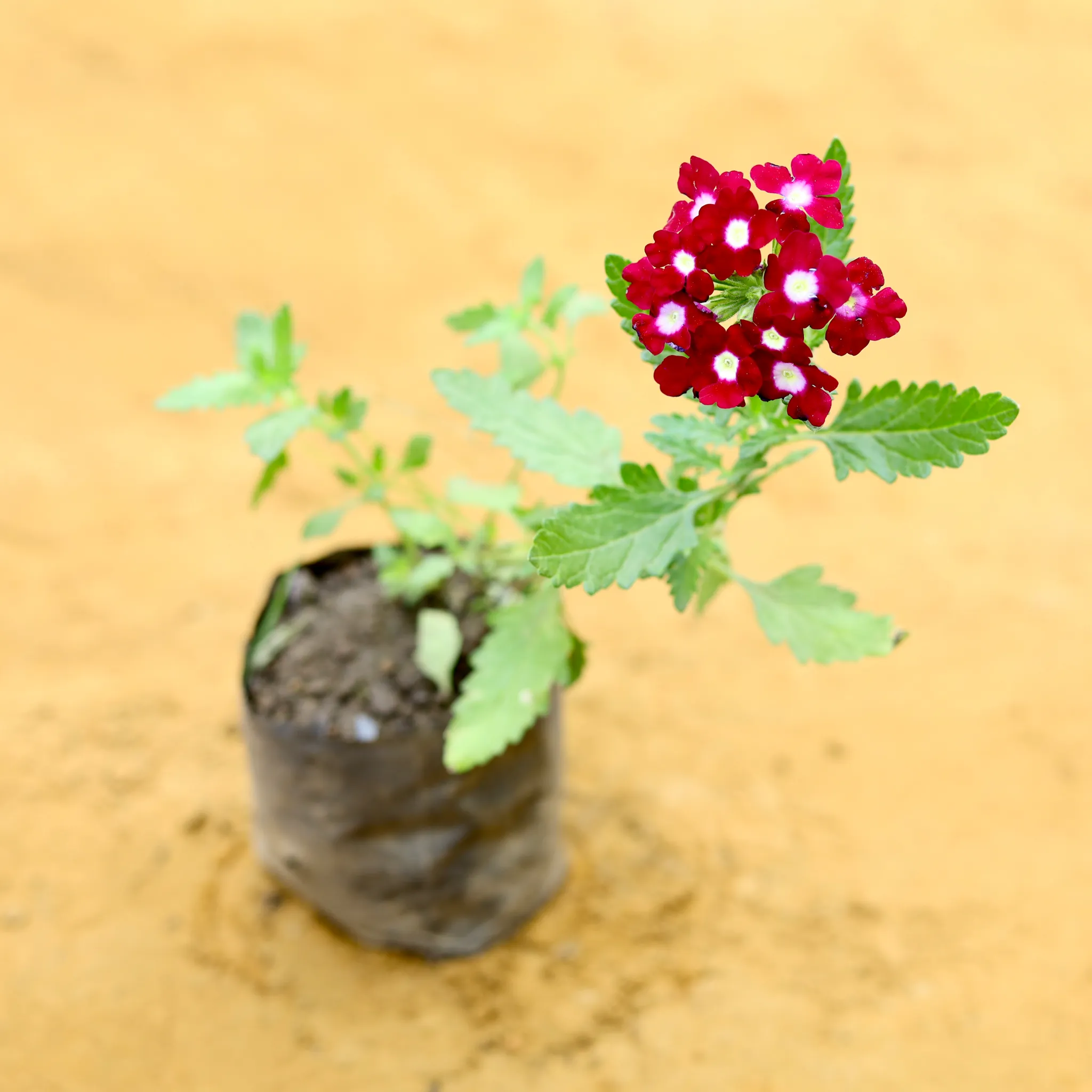 Pentas (Any Colour) in 4 Inch Nursery Bag