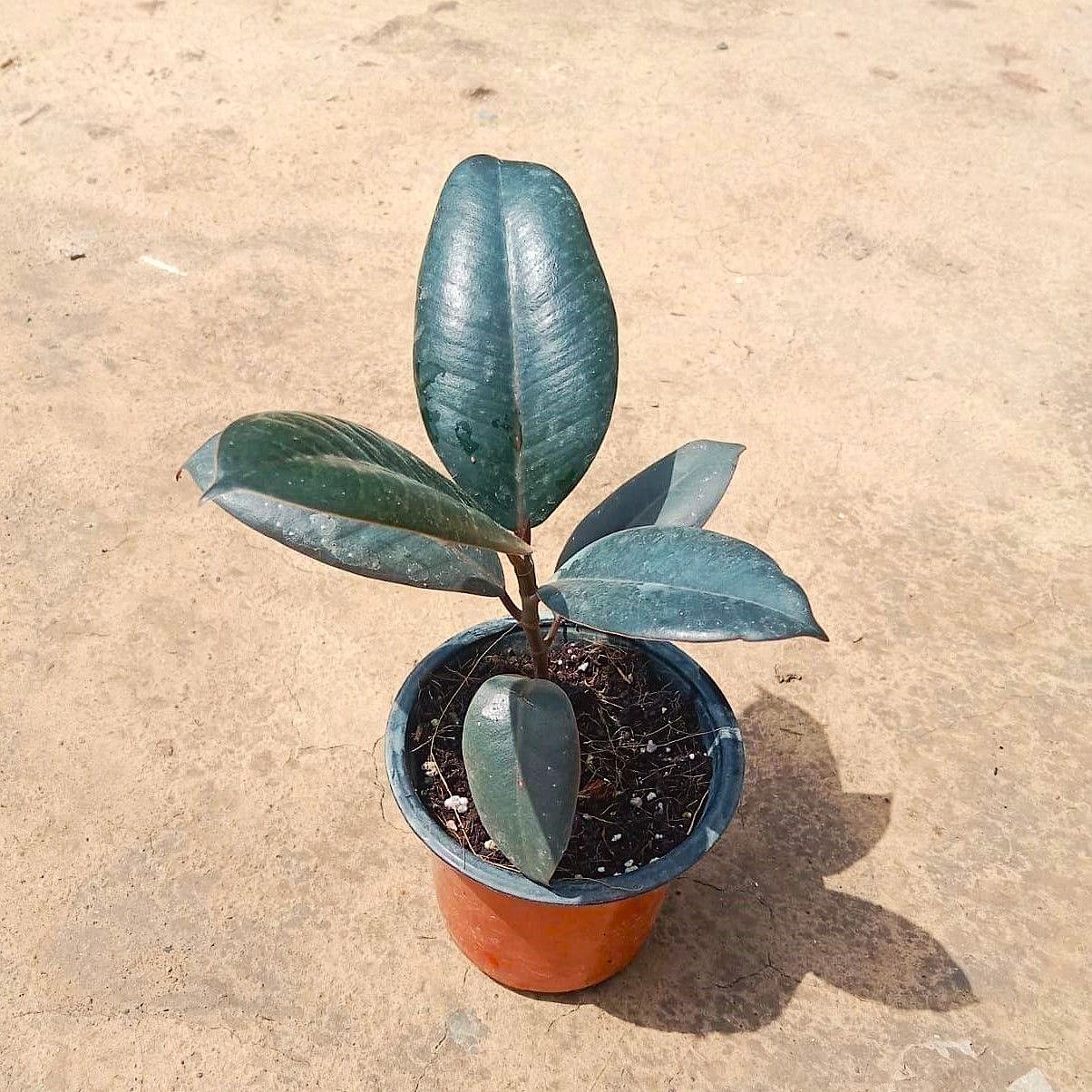 Rubber Plant in 3 Inch Nursery Pot