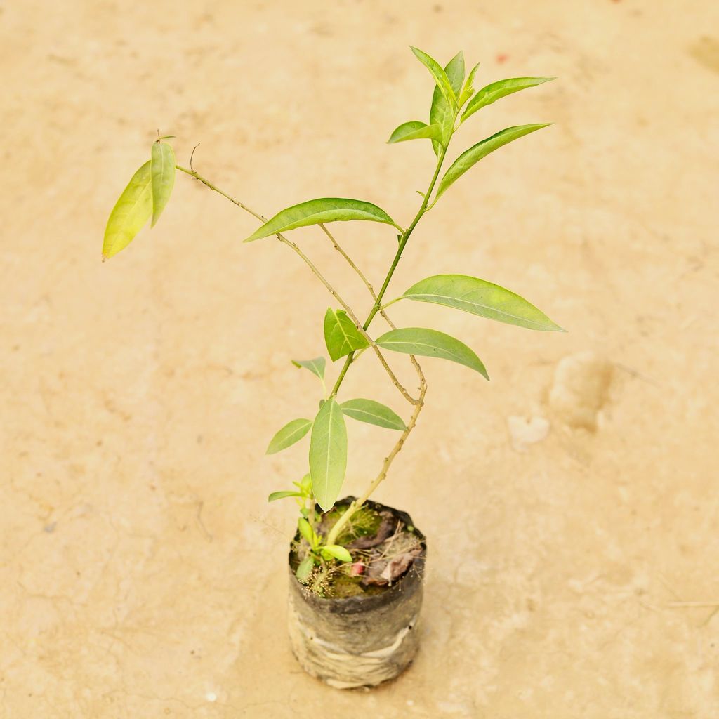 Raat ki Rani / Night Blooming Jasmine in 4 Inch Nursery Bag