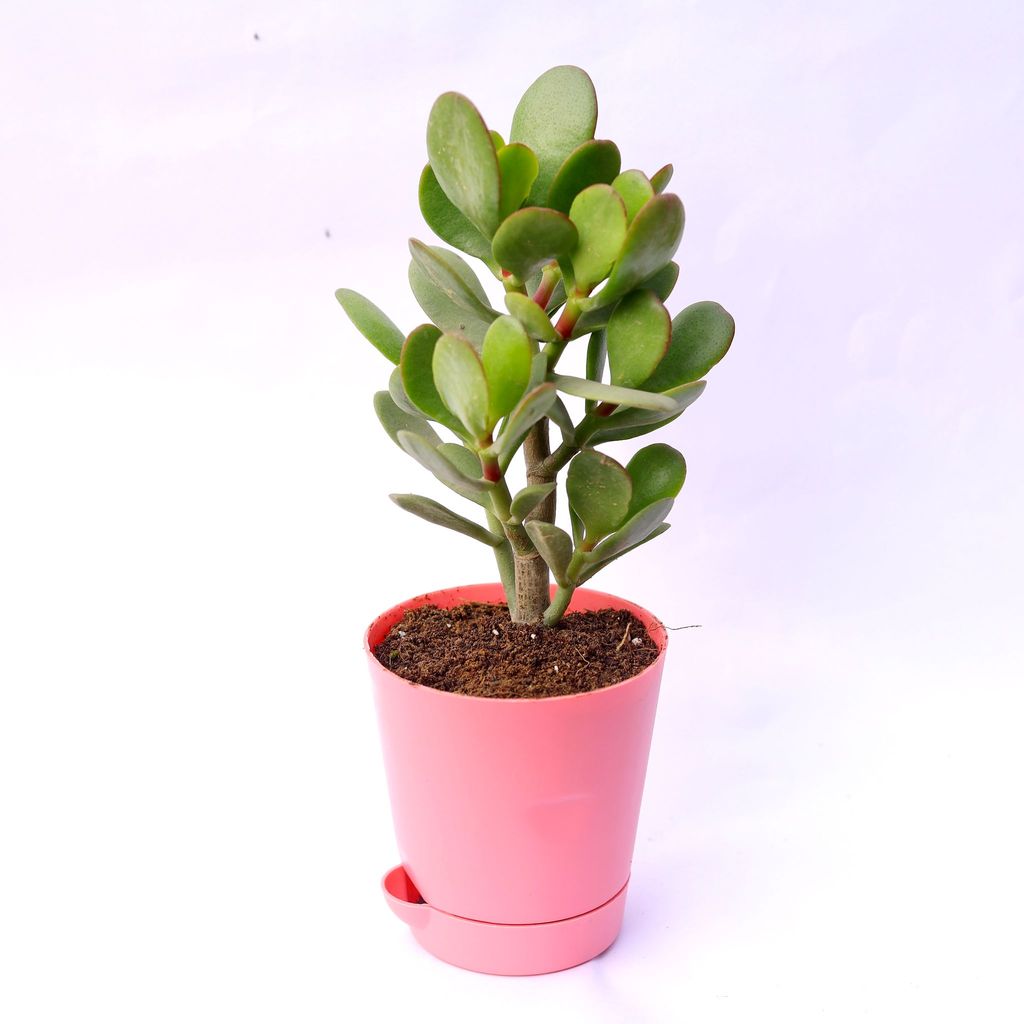Buy Crassula Ovata Jade in 4 Inch Pink Florence Self Watering Pot Online | Urvann.com Crassula Ovata Succulent in 4 Inch Pink Florence Self Watering Pot