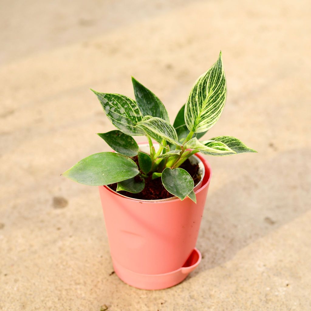 Buy Philodendron Birkin in 4 Inch Pink Florence Self Watering Pot Online | Urvann.com Philodendron Birkin in 4 Inch Pink Florence Self Watering Pot