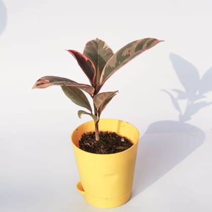 Buy Rubber Vareigated in 4 Inch Yellow Florence Self Watering Pot Online | Urvann.com