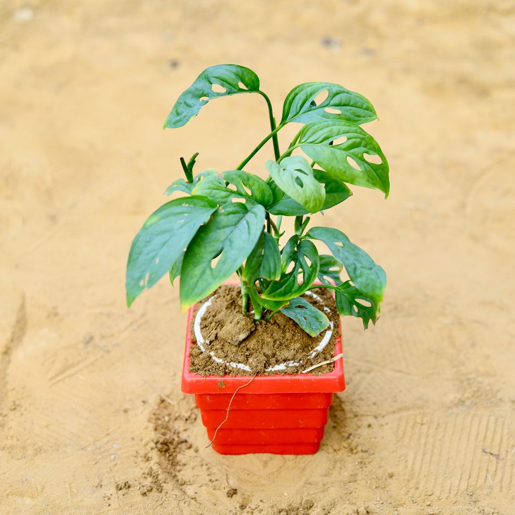 Buy Monstera Broken Heart in 4 Inch Red Premium Orchid Square Plastic Pot Online | Urvann.com Monstera Broken Heart in 4 Inch Red Premium Orchid Square Plastic Pot