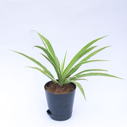 Spider in 4 Inch Florence Self Watering Pot
